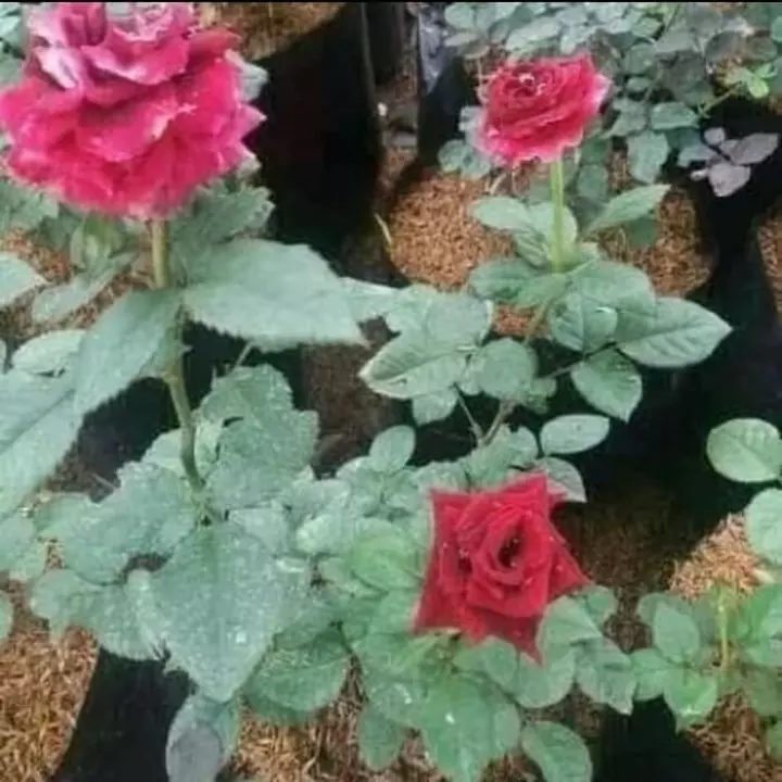 Detail Bunga Mawar Merah Putih Nomer 10