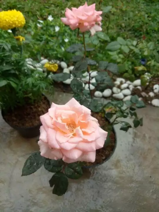 Detail Bunga Mawar Peach Nomer 2
