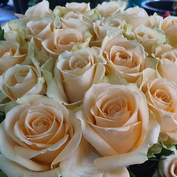 Detail Bunga Mawar Peach Nomer 21