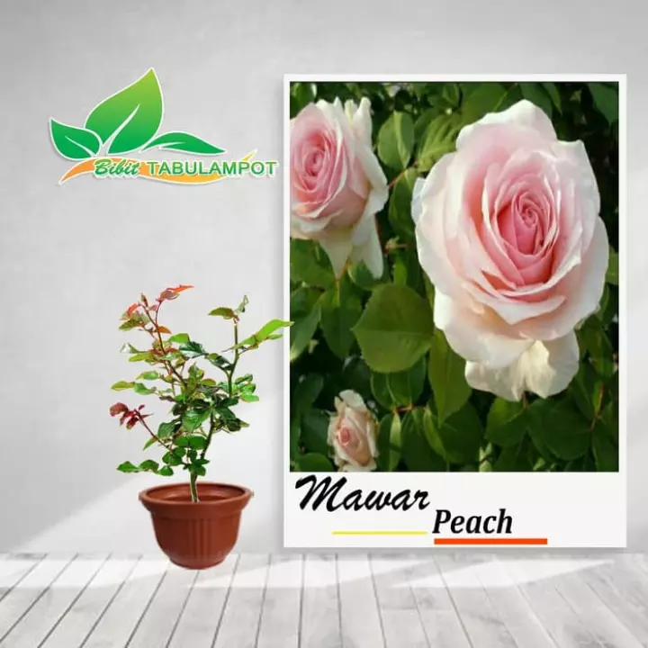 Detail Bunga Mawar Peach Nomer 42