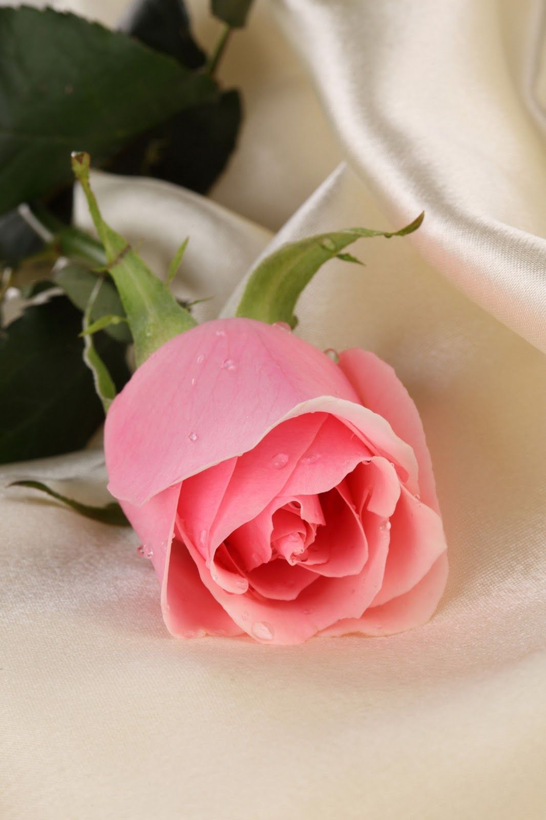 Detail Bunga Mawar Pink Cantik Nomer 3