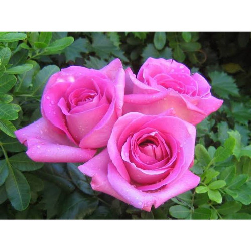 Detail Bunga Mawar Pink Cantik Nomer 20