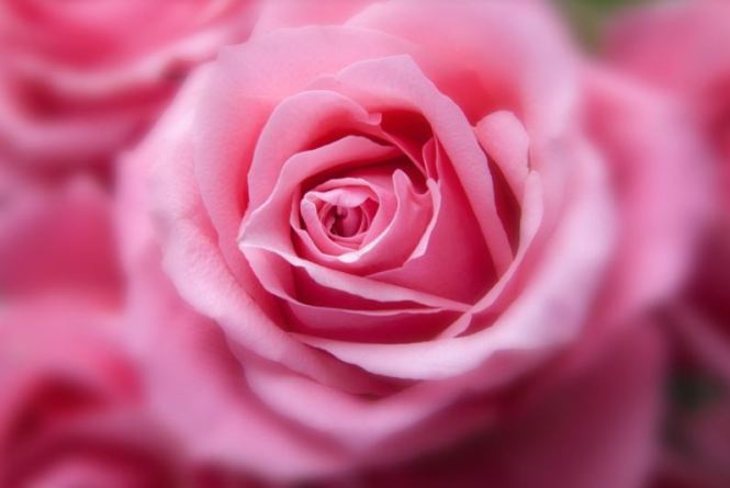 Detail Bunga Mawar Pink Cantik Nomer 21