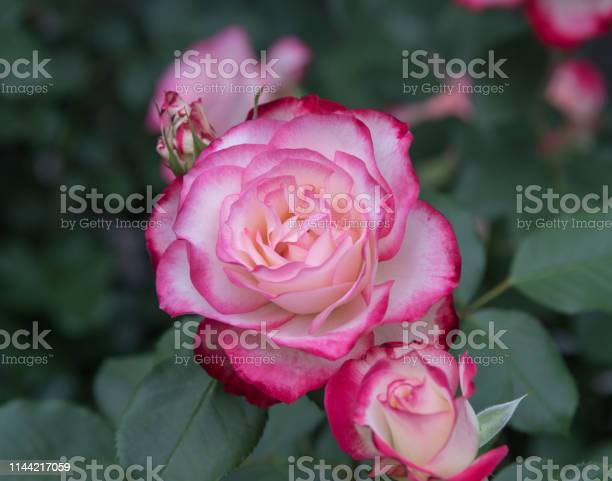 Detail Bunga Mawar Pink Cantik Nomer 35