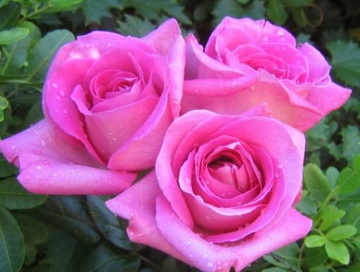 Detail Bunga Mawar Pink Cantik Nomer 5