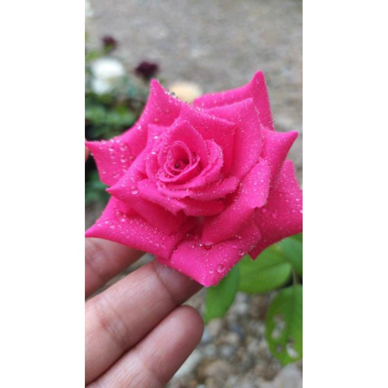 Detail Bunga Mawar Pink Cantik Nomer 42