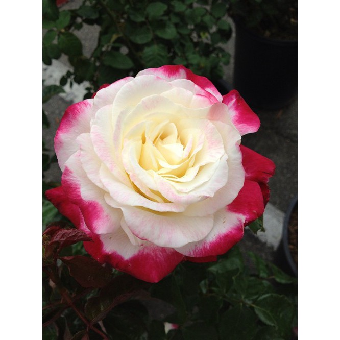 Detail Bunga Mawar Pink Dan Putih Nomer 7