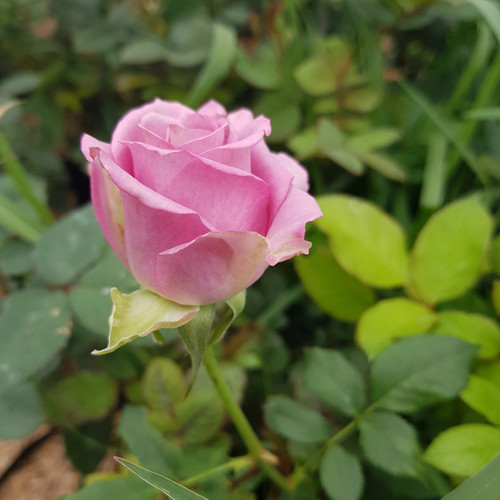 Bunga Mawar Pink Muda - KibrisPDR
