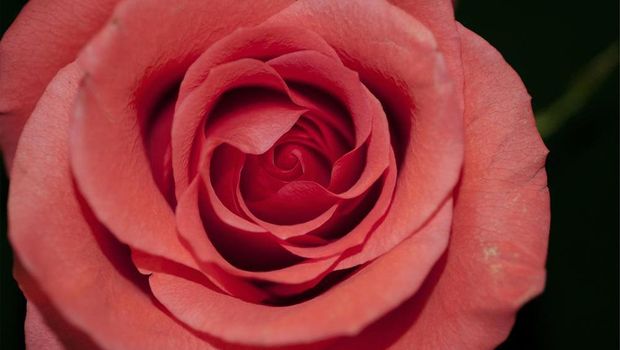 Detail Bunga Mawar Pink Muda Nomer 21
