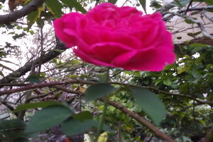 Detail Bunga Mawar Pink Muda Nomer 33