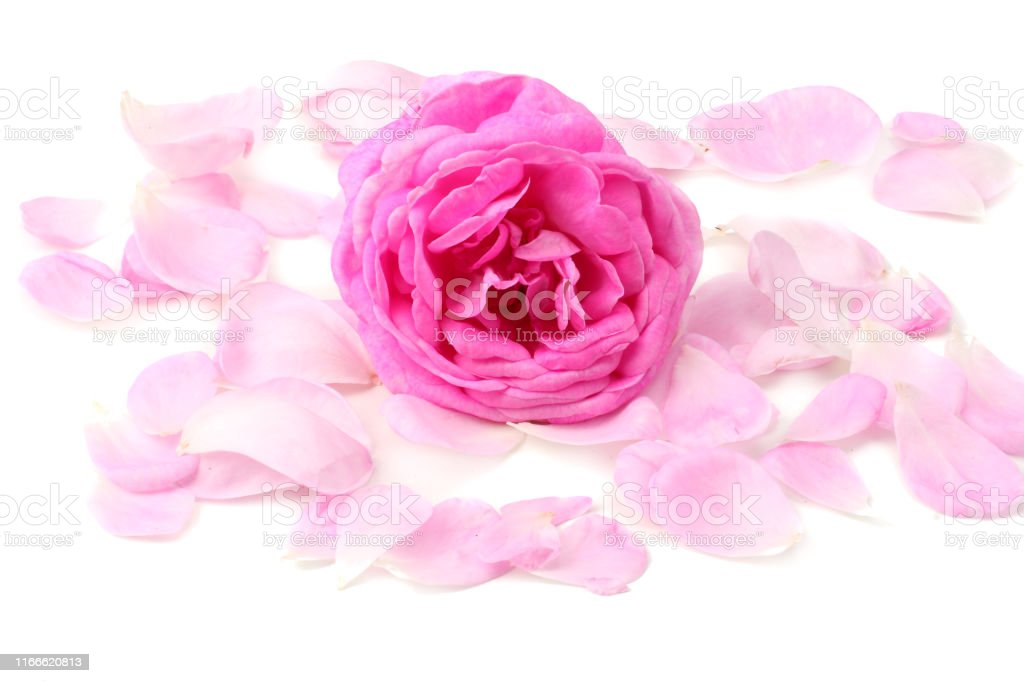 Detail Bunga Mawar Pink Muda Nomer 37