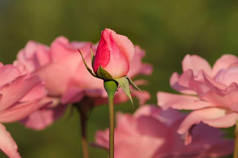 Detail Bunga Mawar Pink Muda Nomer 50