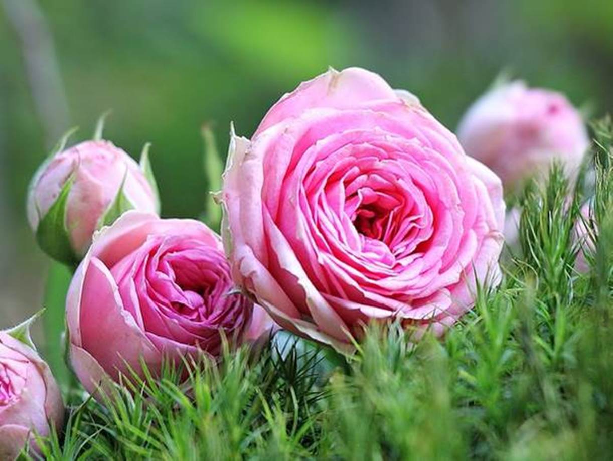 Detail Bunga Mawar Pink Muda Nomer 9