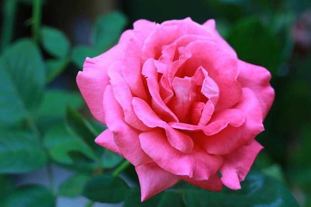 Detail Bunga Mawar Pink Yg Cantik Nomer 36