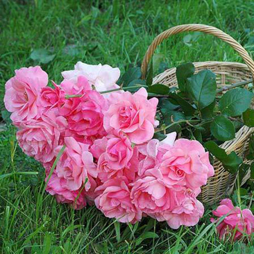 Detail Bunga Mawar Pink Yg Cantik Nomer 6