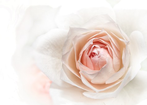 Detail Bunga Mawar Pink Yg Cantik Nomer 50