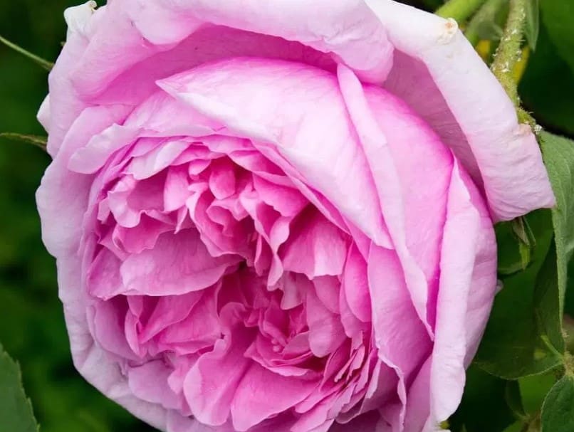 Detail Bunga Mawar Pink Yg Cantik Nomer 51