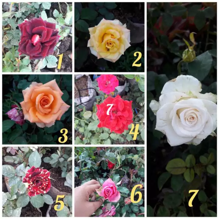 Detail Bunga Mawar Pot Nomer 52