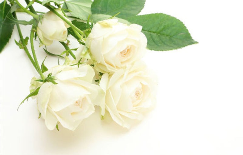 Bunga Mawar Putih Cinta - KibrisPDR