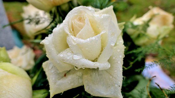 Detail Bunga Mawar Putih Cinta Nomer 16