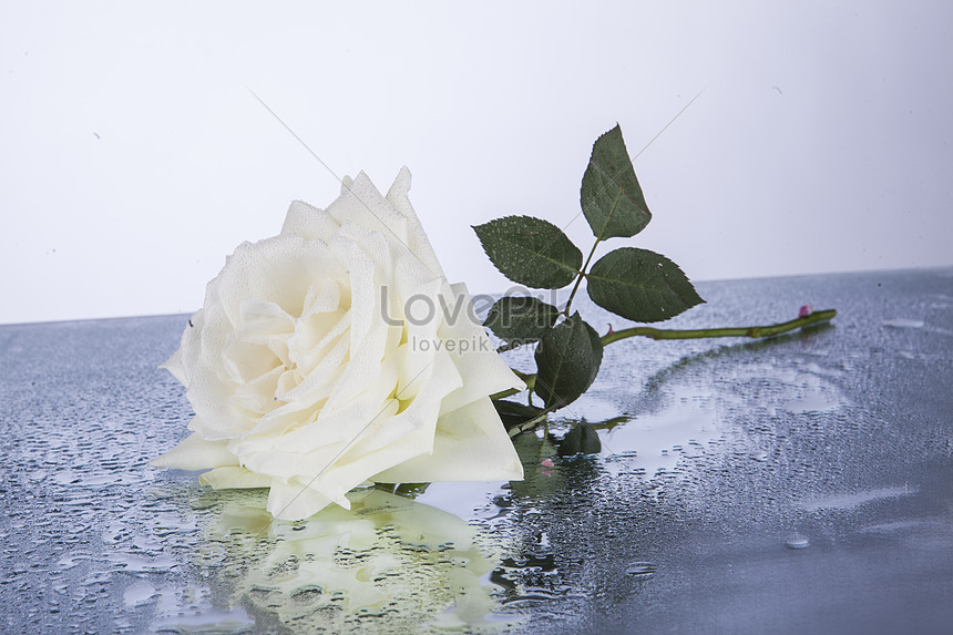 Detail Bunga Mawar Putih Cinta Nomer 23