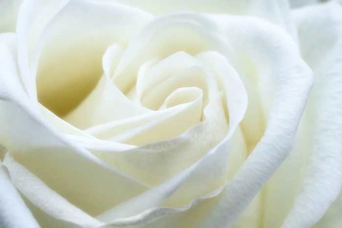 Detail Bunga Mawar Putih Cinta Nomer 35