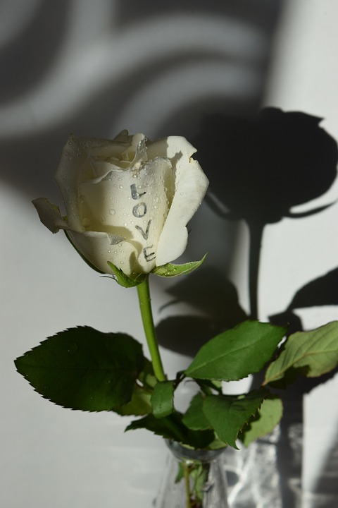 Detail Bunga Mawar Putih Cinta Nomer 9