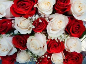 Detail Bunga Mawar Putih Dan Merah Nomer 23