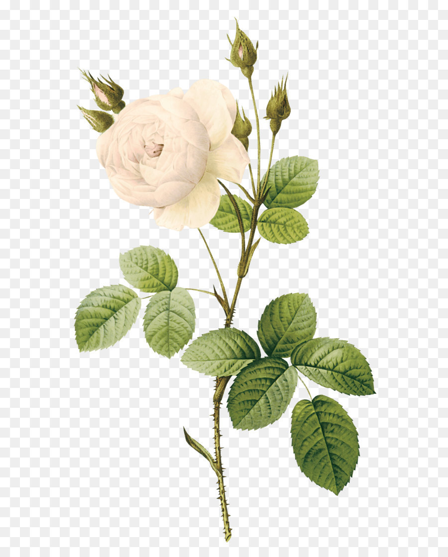 Detail Bunga Mawar Putih Png Nomer 14