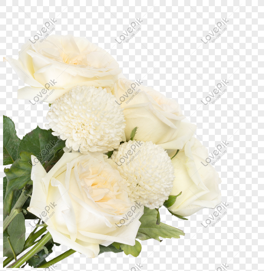 Detail Bunga Mawar Putih Png Nomer 19