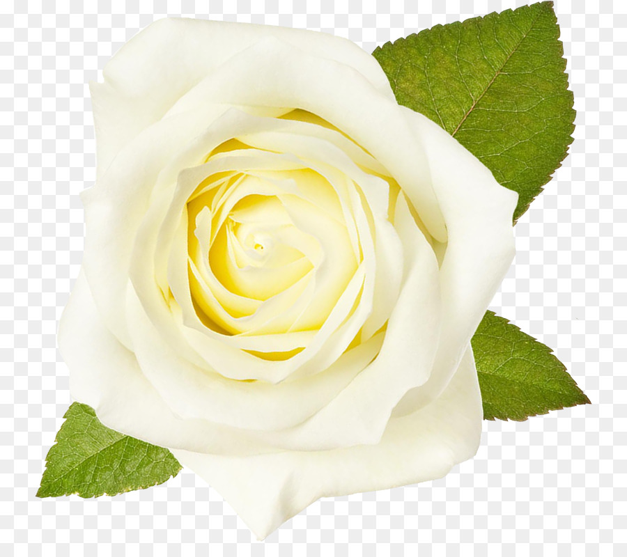 Detail Bunga Mawar Putih Png Nomer 7
