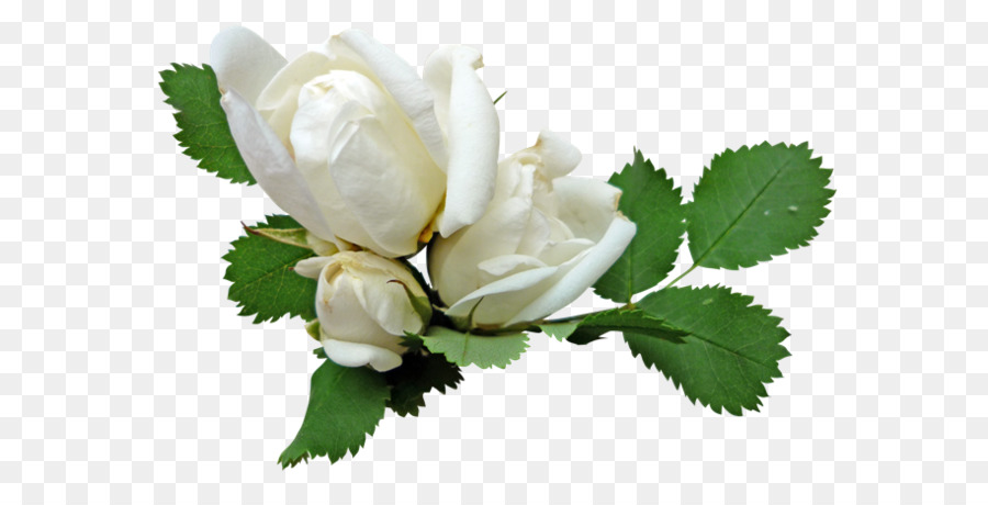 Detail Bunga Mawar Putih Png Nomer 9