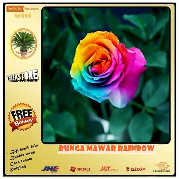 Detail Bunga Mawar Rainbow Nomer 25