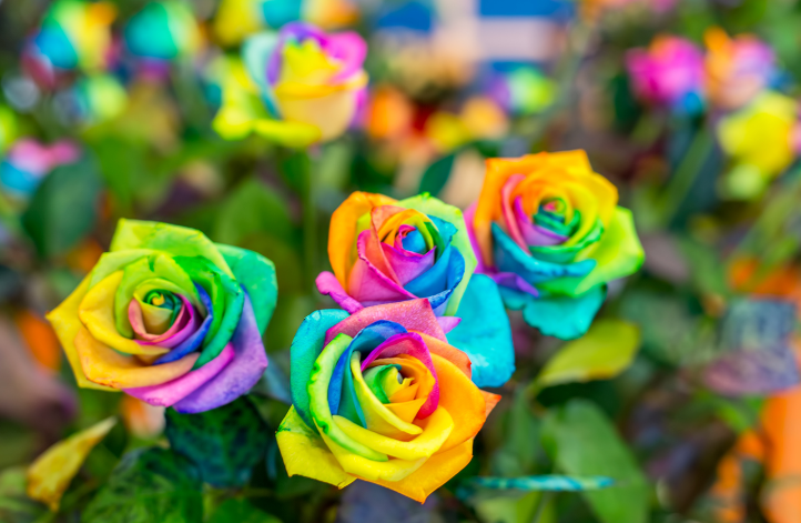 Detail Bunga Mawar Rainbow Nomer 5