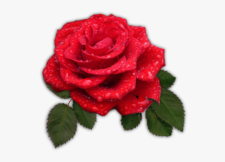 Detail Bunga Mawar Rose Nomer 12