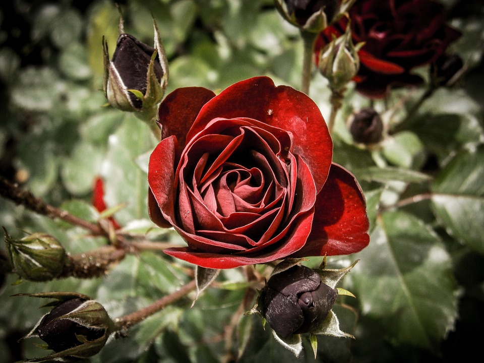 Detail Bunga Mawar Rose Nomer 38
