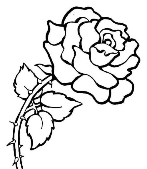 Detail Bunga Mawar Sketsa Nomer 17
