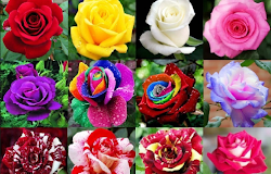 Detail Bunga Mawar Tercantik Di Dunia Nomer 25