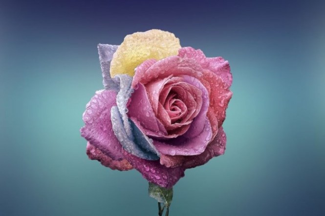 Detail Bunga Mawar Tercantik Di Dunia Nomer 7