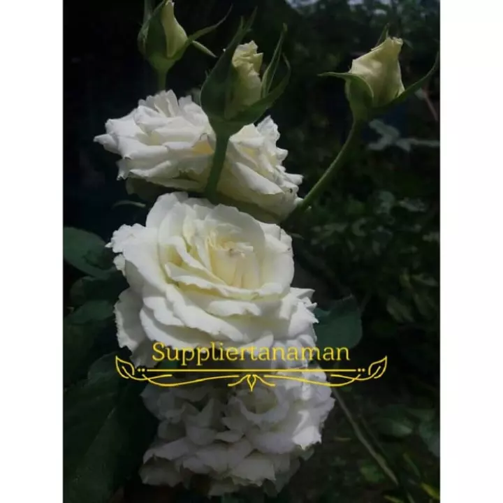 Detail Bunga Mawar Warna Putih Nomer 51