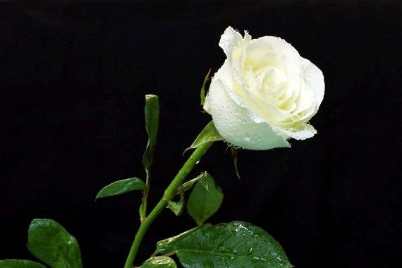 Detail Bunga Mawar Warna Putih Nomer 8