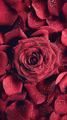 Detail Bunga Mawar Yang Cantik Nomer 16