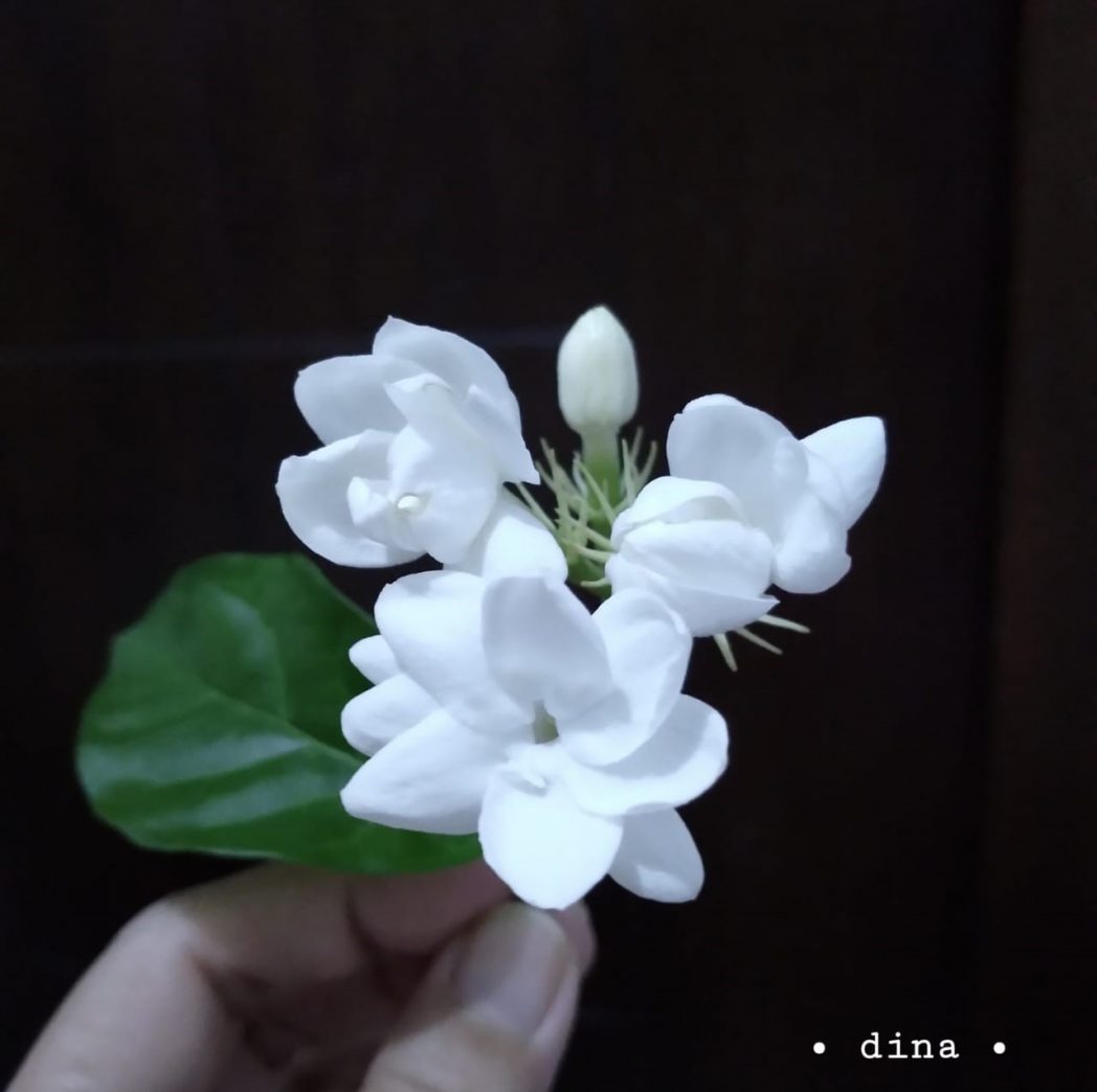 Detail Bunga Melati Bunga Nomer 26