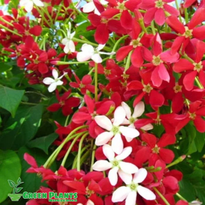 Detail Bunga Melati Bunga Nomer 32