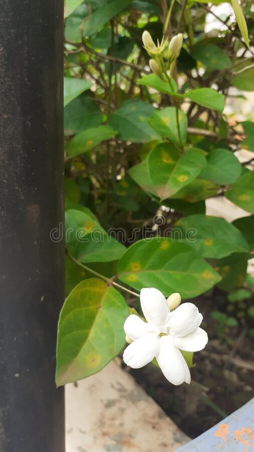 Detail Bunga Melati Bunga Nomer 33