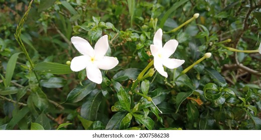 Detail Bunga Melati Bunga Nomer 35