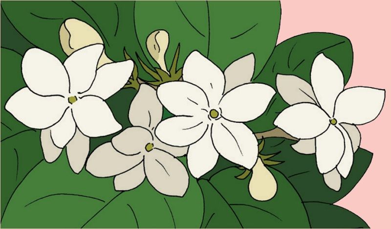 Detail Bunga Melati Bunga Nomer 50
