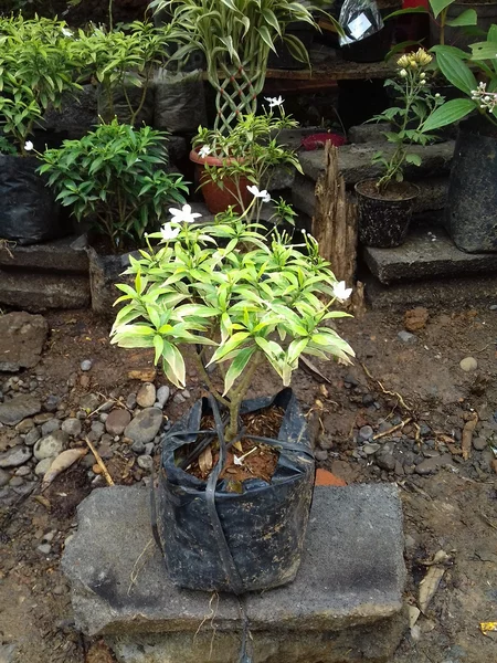 Detail Bunga Melati Jepang Mini Nomer 40