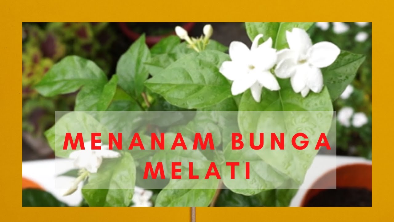 Detail Bunga Melati Korea Nomer 56