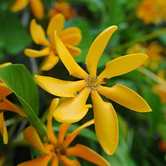 Detail Bunga Melati Kuning Nomer 13